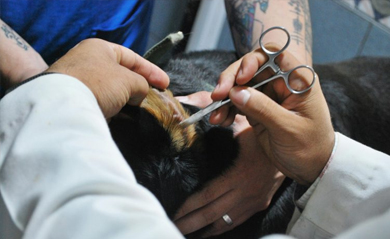 Veterinary Instruments